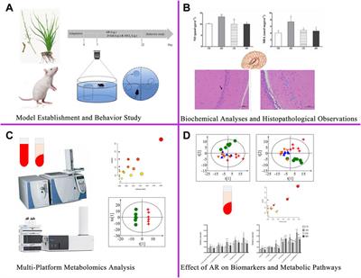 Therapeutic effect and mechanism of Anemarrhenae Rhizoma on Alzheimer’s disease based on multi-platform metabolomics analyses